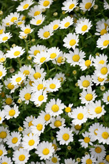Fototapeta premium 花