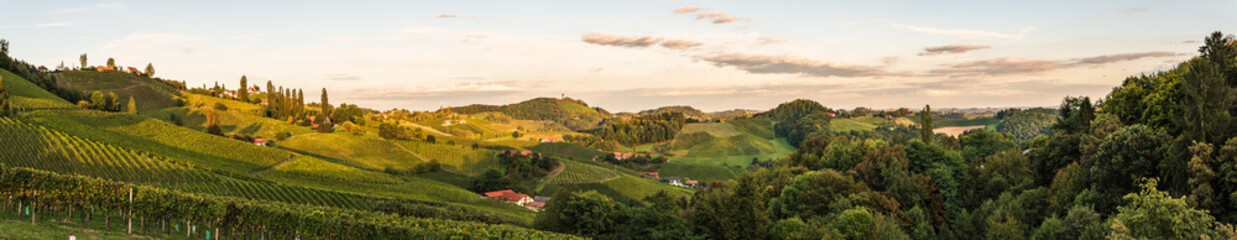Sunset panorama of wine street on Slovenia, Austria border in Styria. Fields of grapevines.