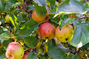 Healthy and full of vitamins grown apples on the tree at autumn.