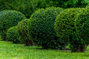 ball shaped shrubs in city park, topiary art