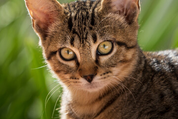 Kitten Close Up Green
