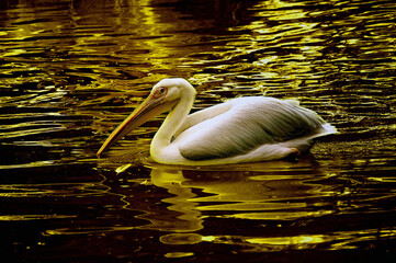 pelican on the water