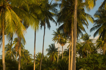 Fototapeta na wymiar Tropical sunset on island. Palms view.