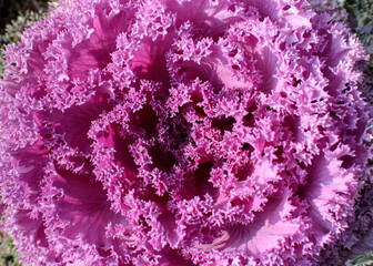 Decorative cabbage Osaka. Purple Openwork Cabbage Flower close up