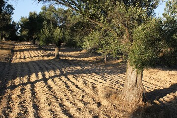 Olive trees in plowed field located in the outskirts of Athens in Attica, Greece.