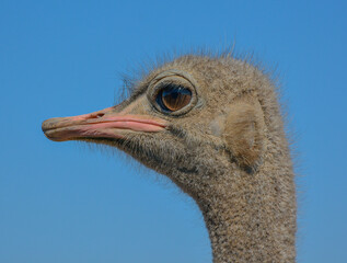 Portrait of ostrich in the foreground profile