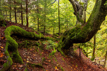 Old beech forest. Beech virgin forest in the Carpathians. Old beech virgin forest in the...