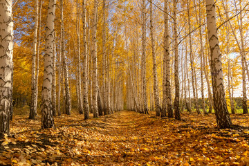 autumn forest perspective