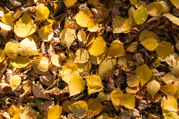 autumn leaves background
