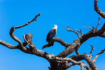 Bald eagle perched on a thick branch