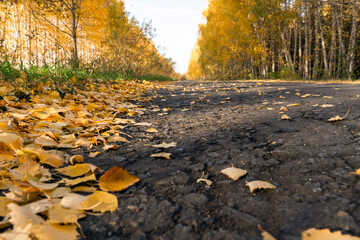 autumn leaves on the forest road