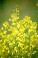 Obraz premium 菜の花