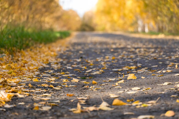 Naklejka na ściany i meble autumn leaves on the forest road