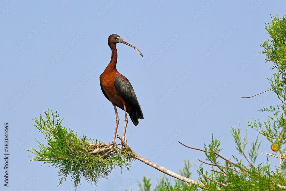 Poster Glossy ibis / Brauner Sichler (Plegadis falcinellus)