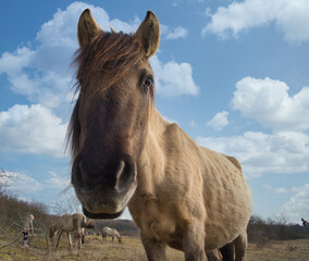 Holidays with wild horses in thuringia