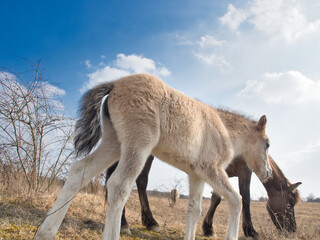 Holidays with wild horses in thuringia