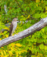 Cooper's hawk on a branch