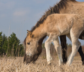 Holidays with wild horses in thuringia