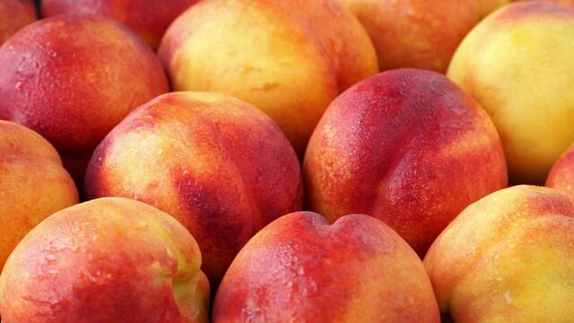 Side view of fresh ripe orange red peaches with water drops rotate on tray. Harvest time. Healthy and organic fruits concept. Vegan Food background