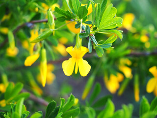 Yellow flower close-up