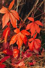 autumn leaves on the ground