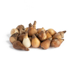  snowdrop bulbs  on white