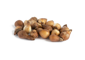  snowdrop bulbs