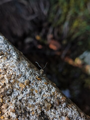ant on a rock