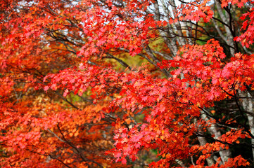 紅葉