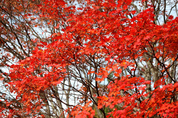 紅葉