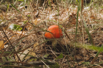 amanita muscaria fly mushroom