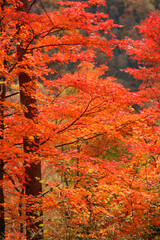 紅葉