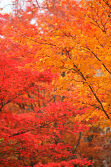 紅葉