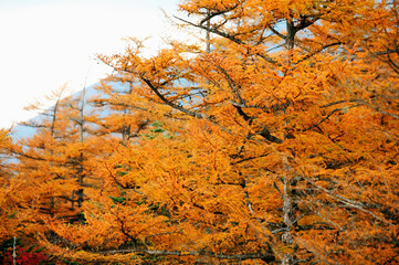 紅葉
