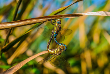 Hairy Dragonflies - Brachytron pratense Mating