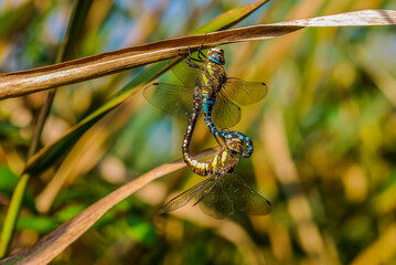 Hairy Dragonflies - Brachytron pratense Mating