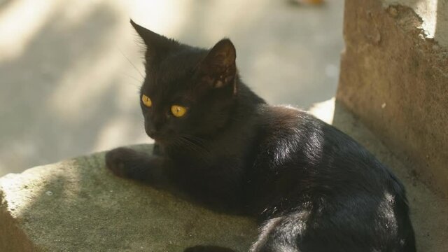 Young cat outdoors closeup footage