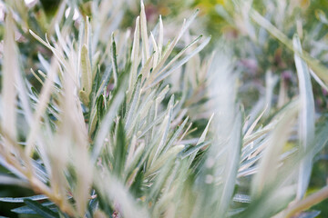 Tree leaves in the glare of light