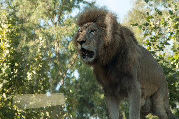 Lion is preparing to roar
