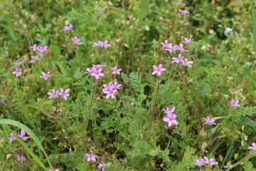 
Fragrant honey flowers bloom in a summer meadow