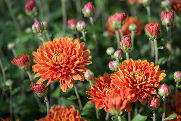 Chrysantheme