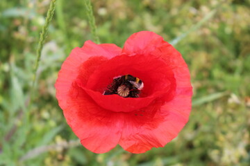 Furry bumblebee collects pollen from a red poppy flower in a summer meadow