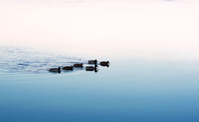 Fototapeta premium a family of ducks swim in the frozen lake in winter