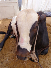 Bulls Head Close Up, Beautiful cow for sale in the market for the sacrifice feast of Eid