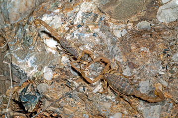 mating of Scorpions / sich paarende Skorpione (Aegaeobuthus gibbosus / Mesobuthus gibbosus) 