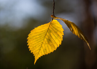 Fototapeta premium autumn twig in forest