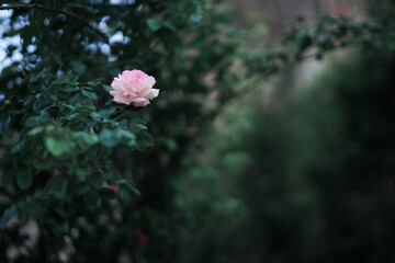 flowers in the garden
