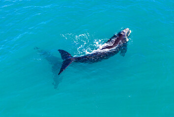 Southern Right Whale calf with shadow of mother below it at Dunsborough in Western Australia 