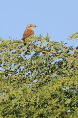 Red-backed Shrike
