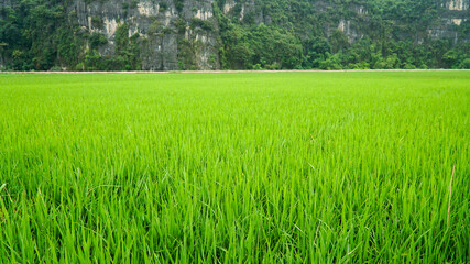 Obraz premium Boat tour through green lush mountain landscapes on a overcast day in Ninh Binh, Vietnam.